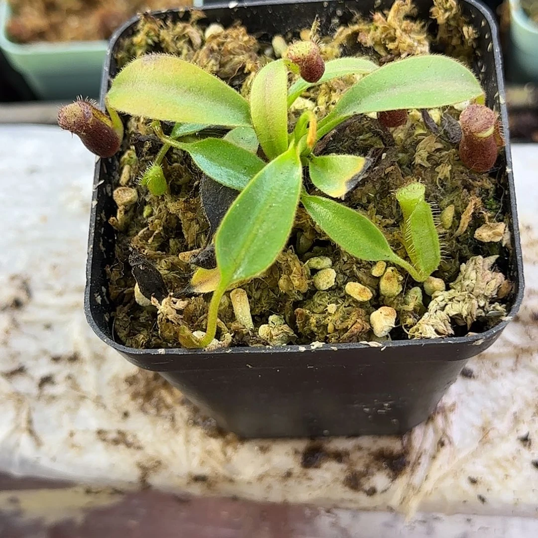 完全开放Ln v猪笼