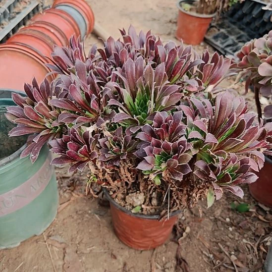 火凤凰加急发货38