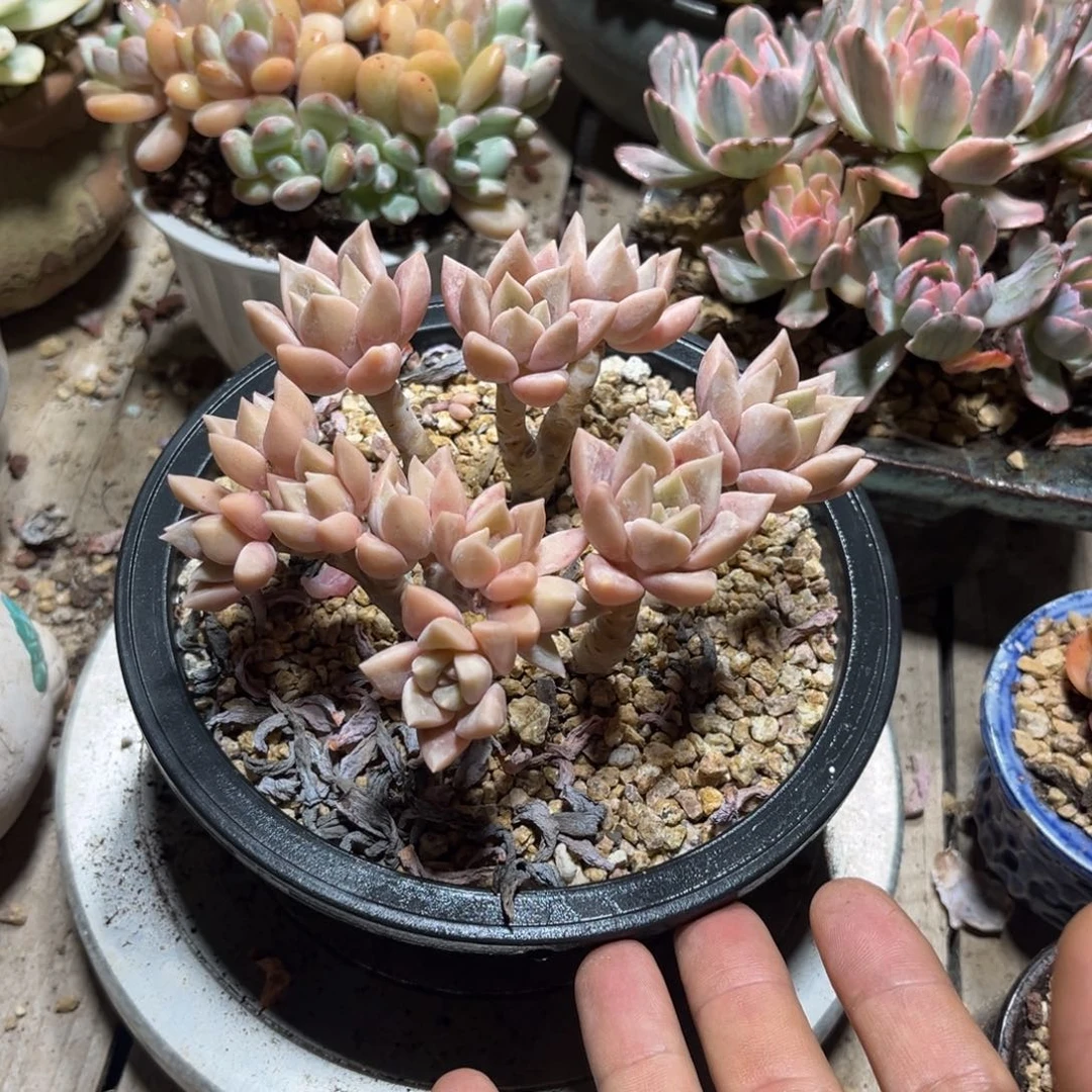 浪漫公主多肉植物tixichi