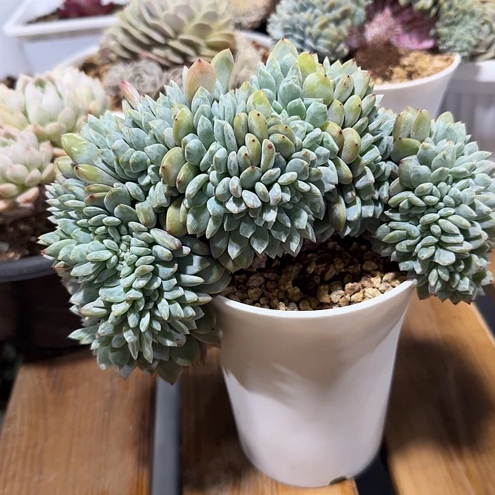 露**贝信罪给家人做福利