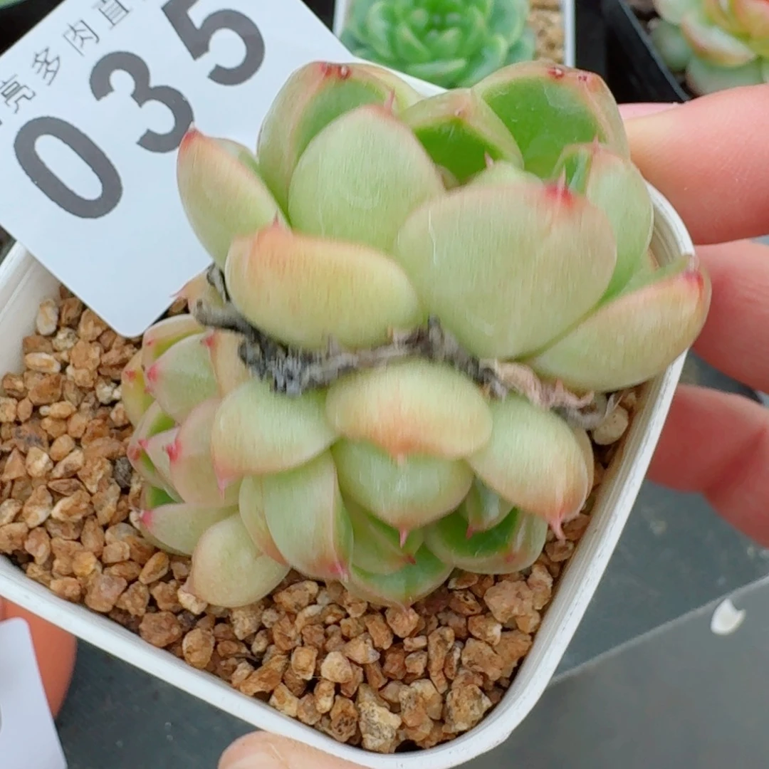 莱拉珍妮            精美多肉植物