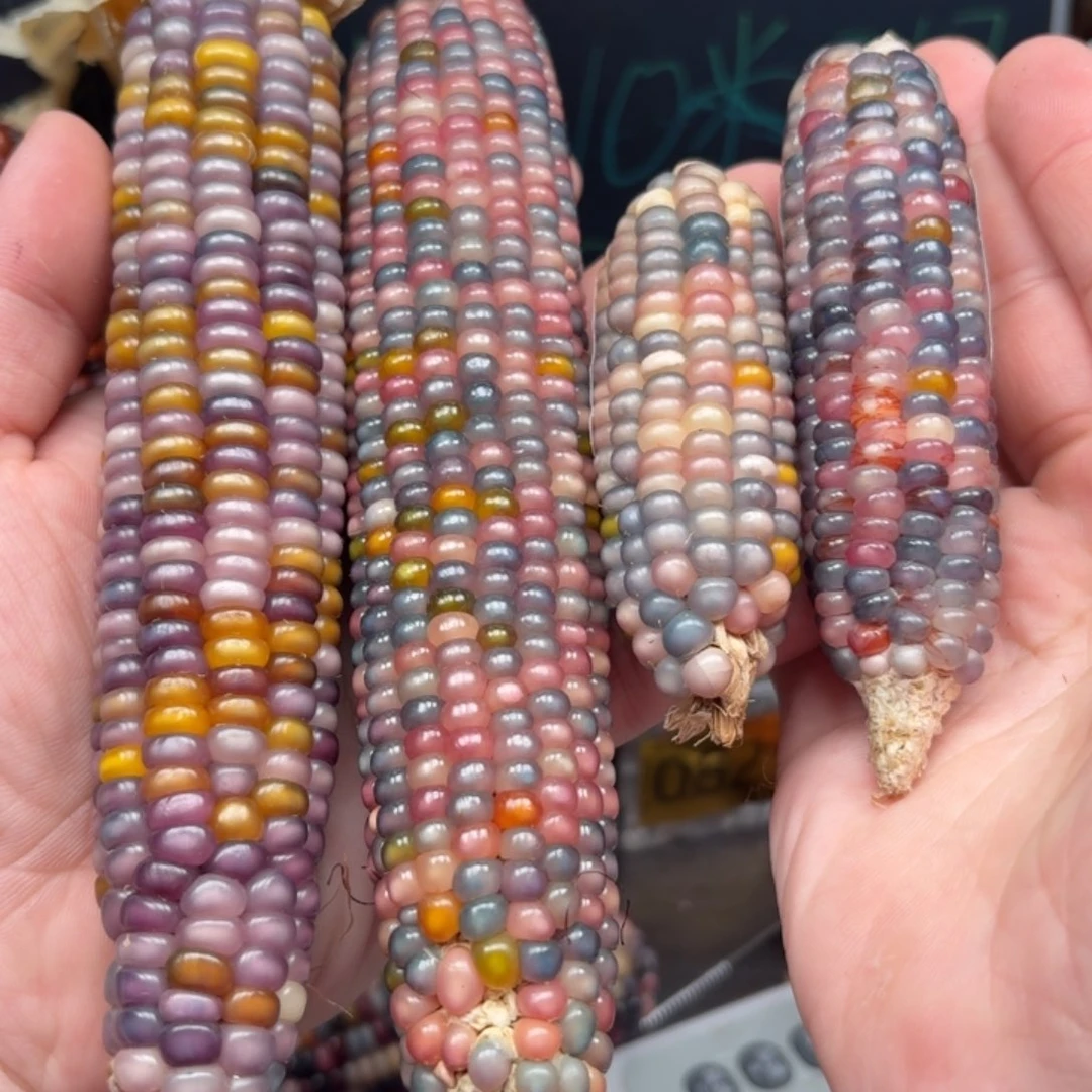 柏香籽/百香籽吊坠二****?