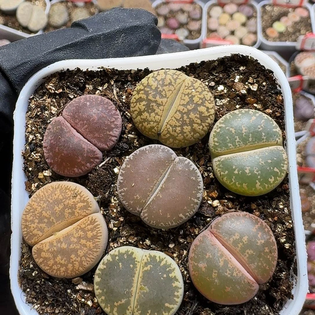 生石花233:：：。   88
