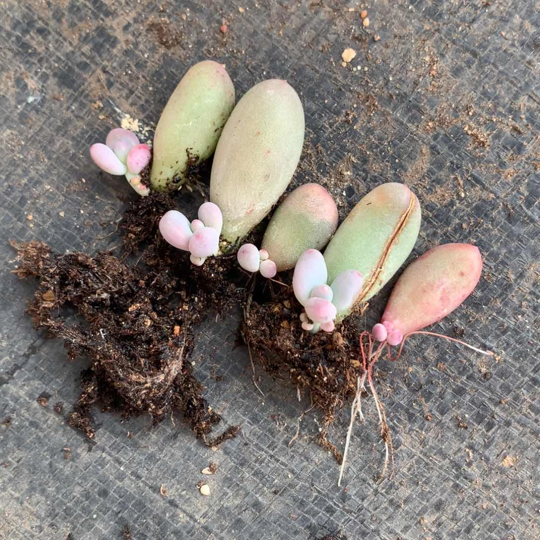 米可奶酪多肉米可奶。