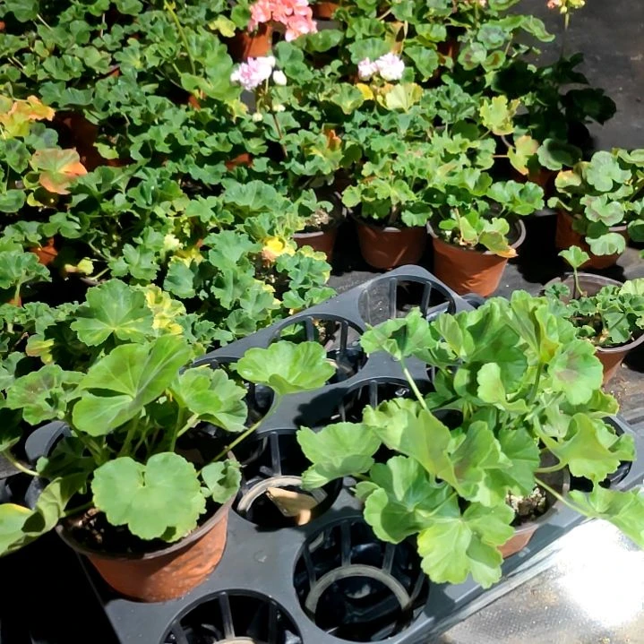 无花朵阳光诗人。游行