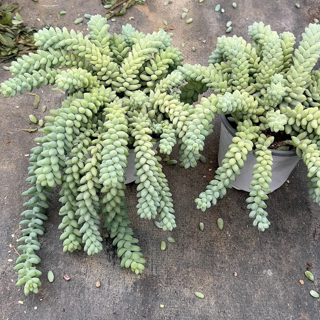 120#玉坠带盆带土发货1盆