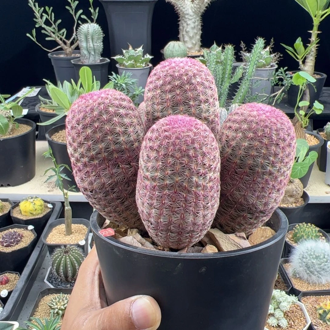 红太阳群一物一拍默认脱土发