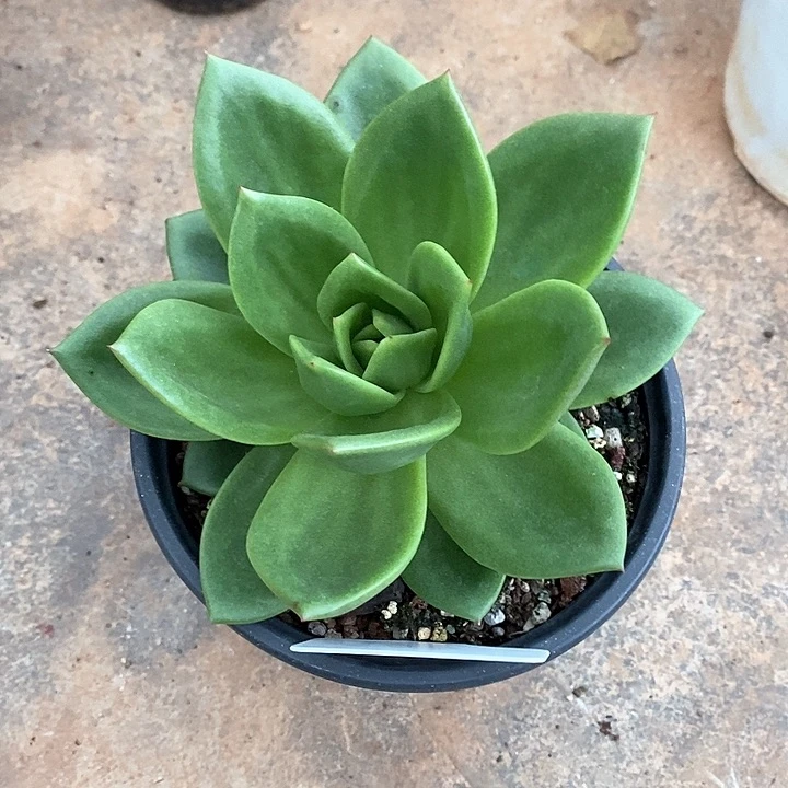 0903-直播福利翠花