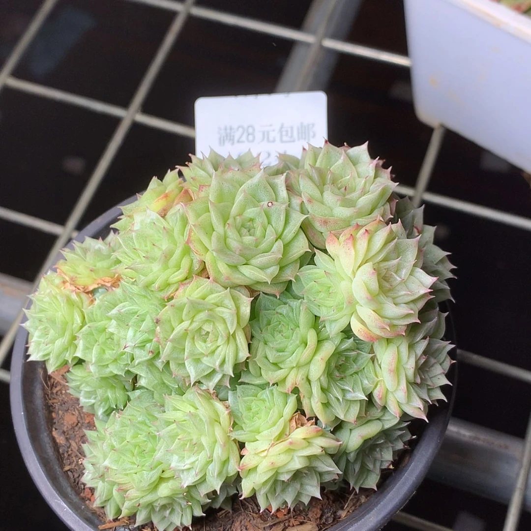 【闪购商品】云924号小脸麦秆