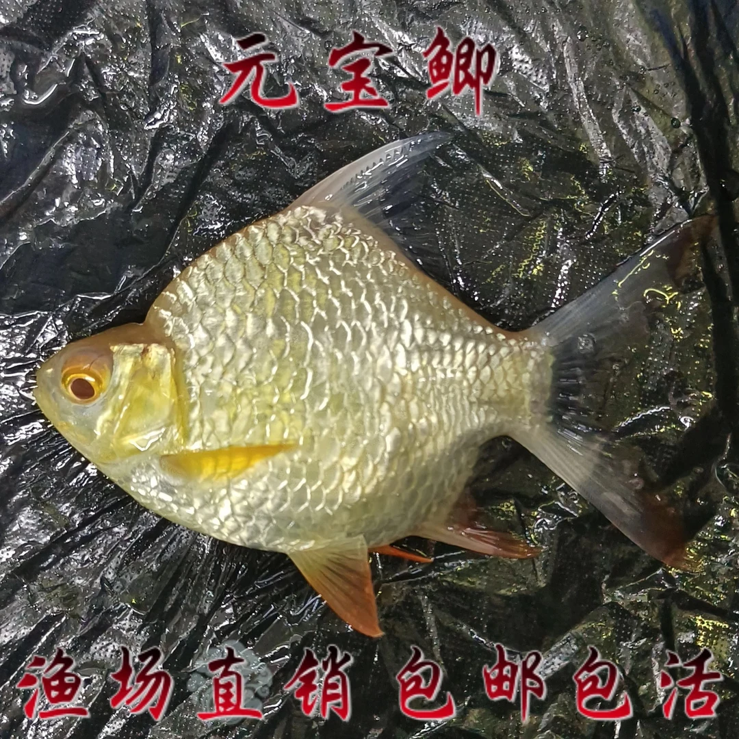 泰国零号短身元宝鲫鱼热带观赏鱼淡水柠檬龙虎魟鱼高端配鱼金银色