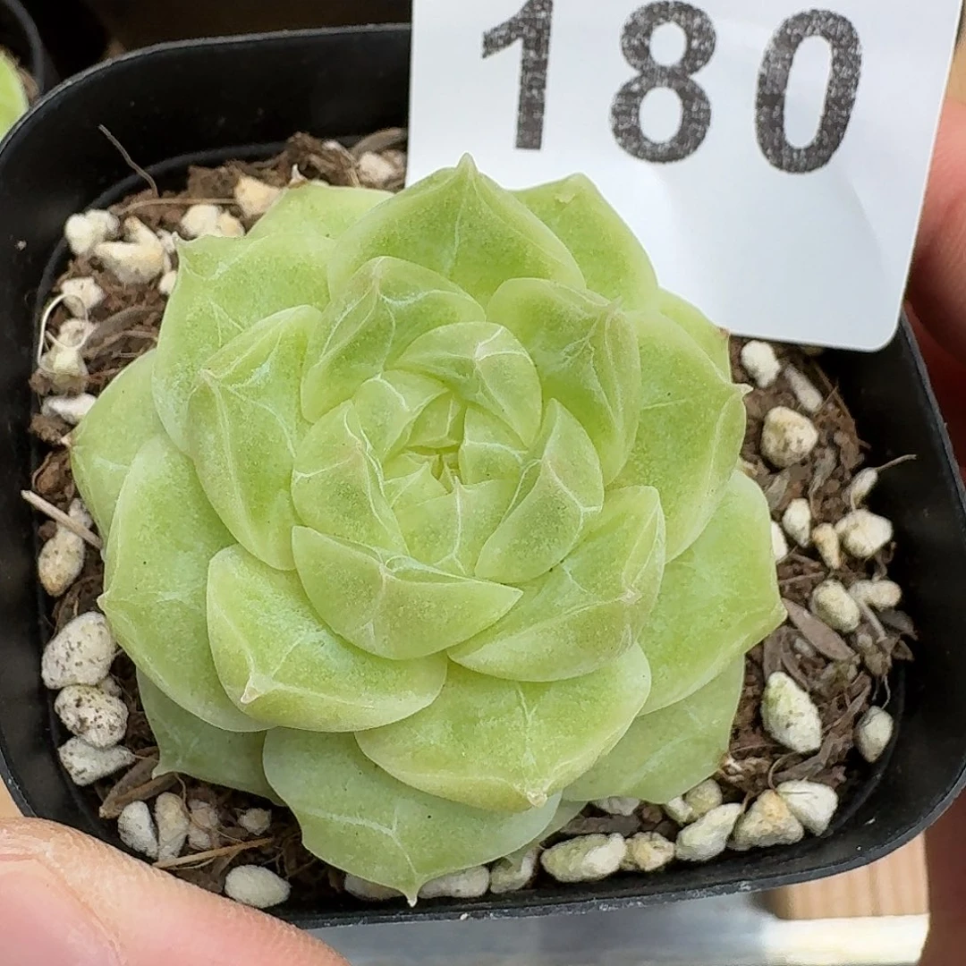 梨花白            精美多肉植物