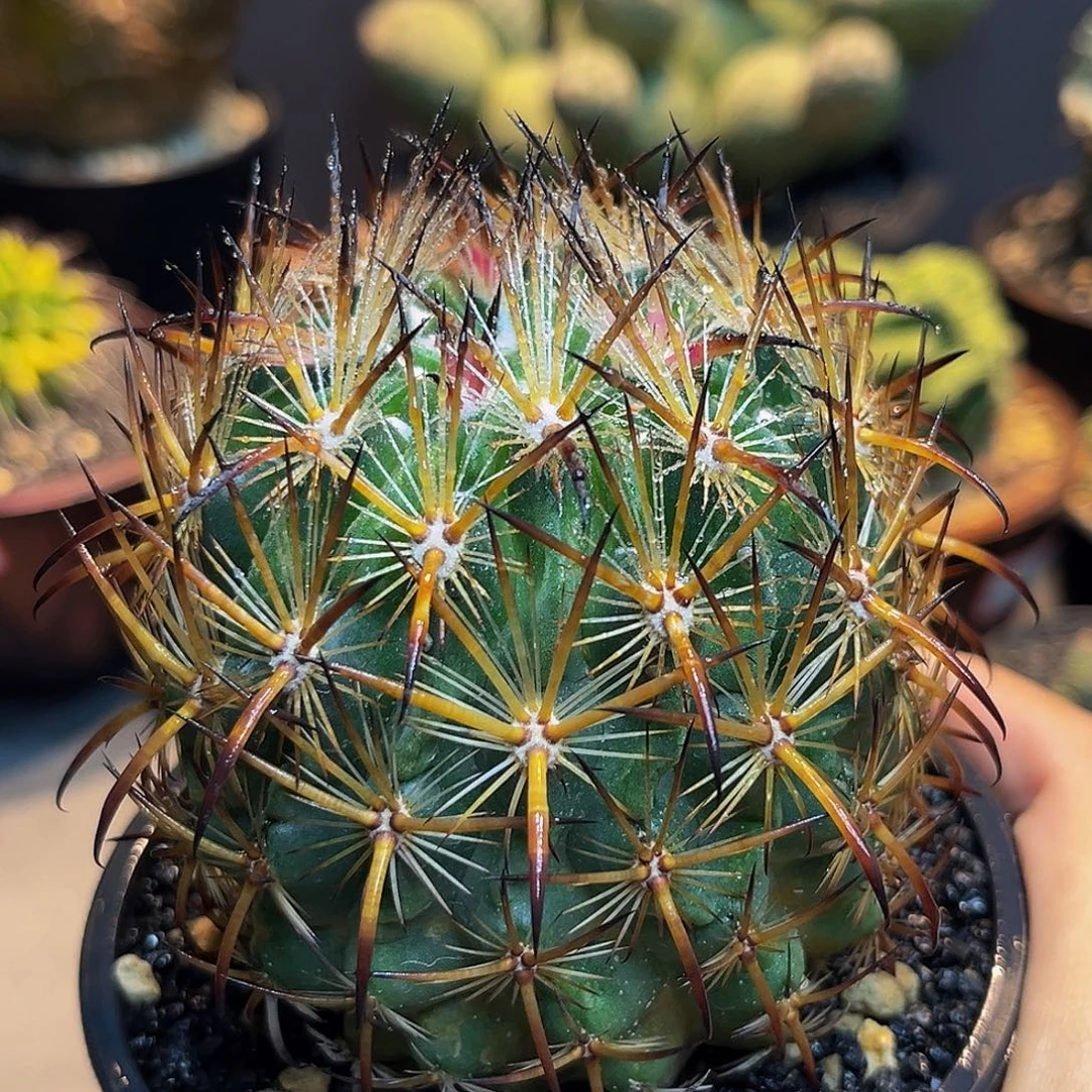 虎爪玉Aaaaaaaaaaaaaaa