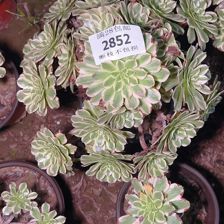 小***峰2852断枝不包碧浪多肉