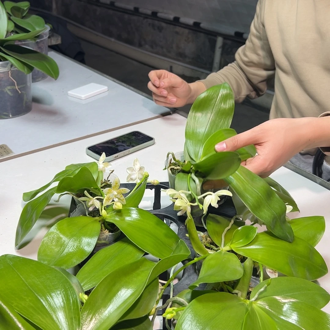 完全开放爪哇交咖啡盾2.5寸