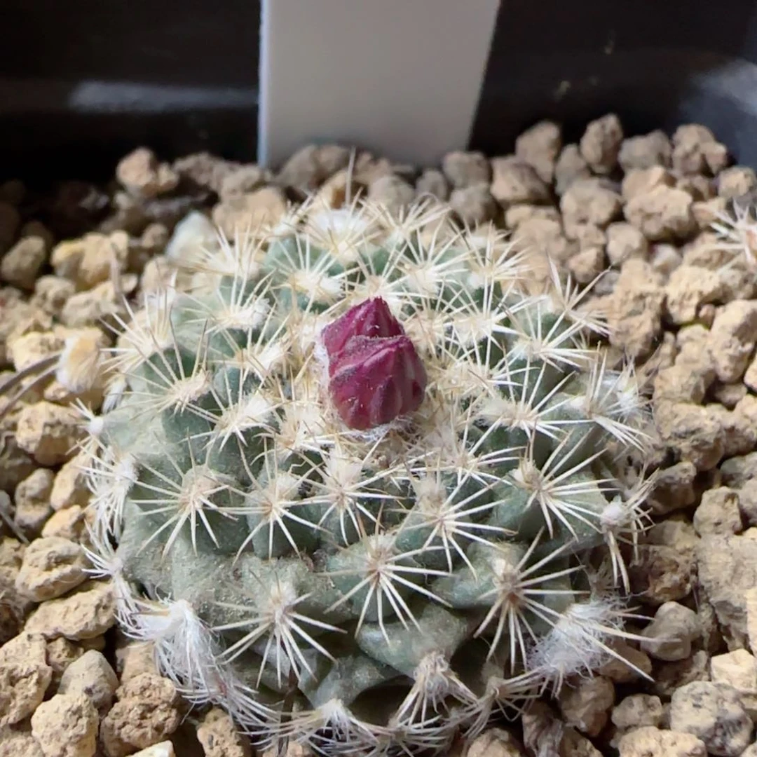 2.8厘米实生海胆娇丽多肉