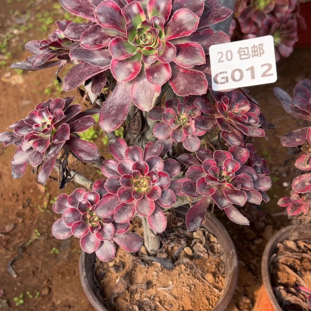 012香奶奶，多肉法师