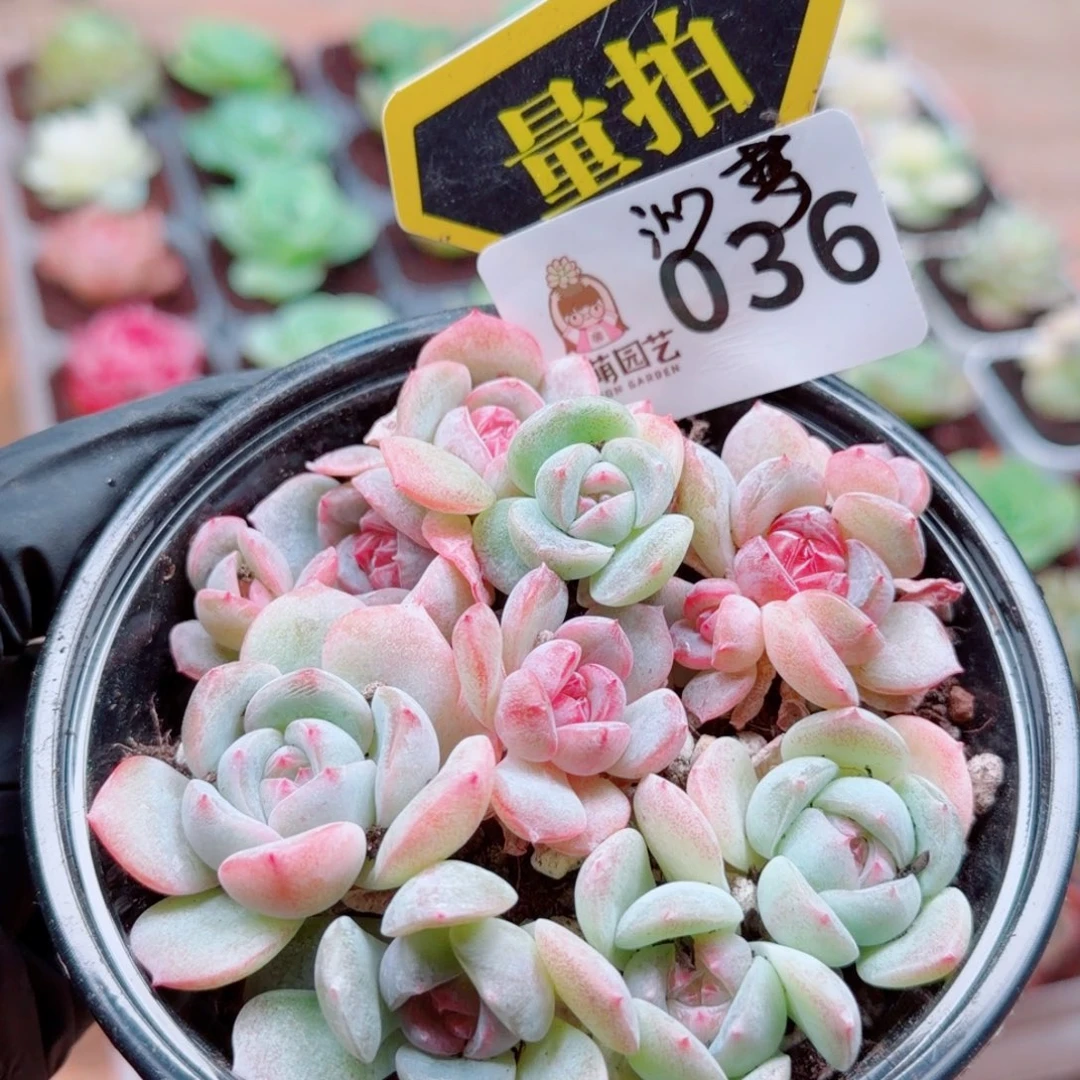 多肉植物多肉植物