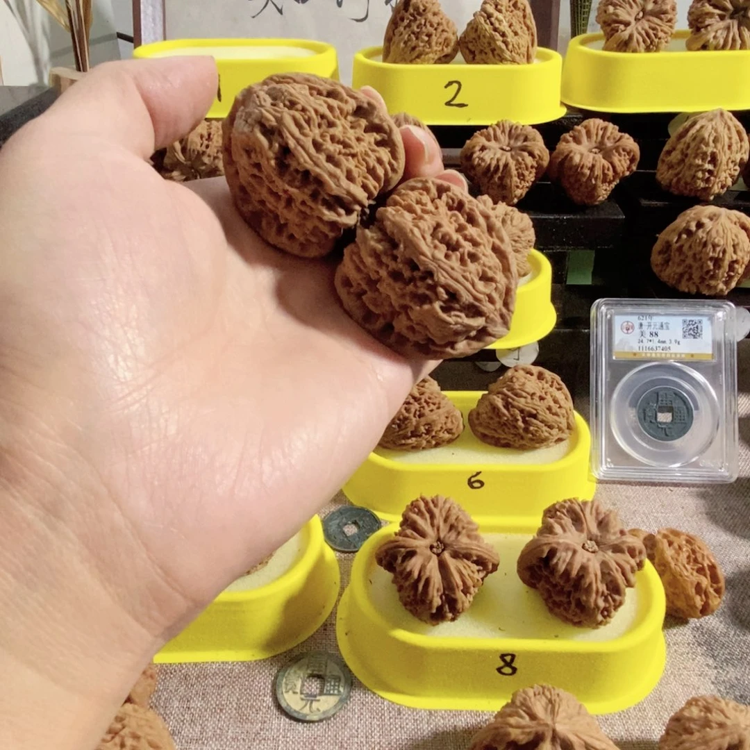 木质类奥迪开背南疆