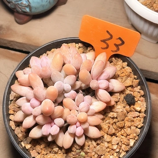 汤圆33号码牌子的话题