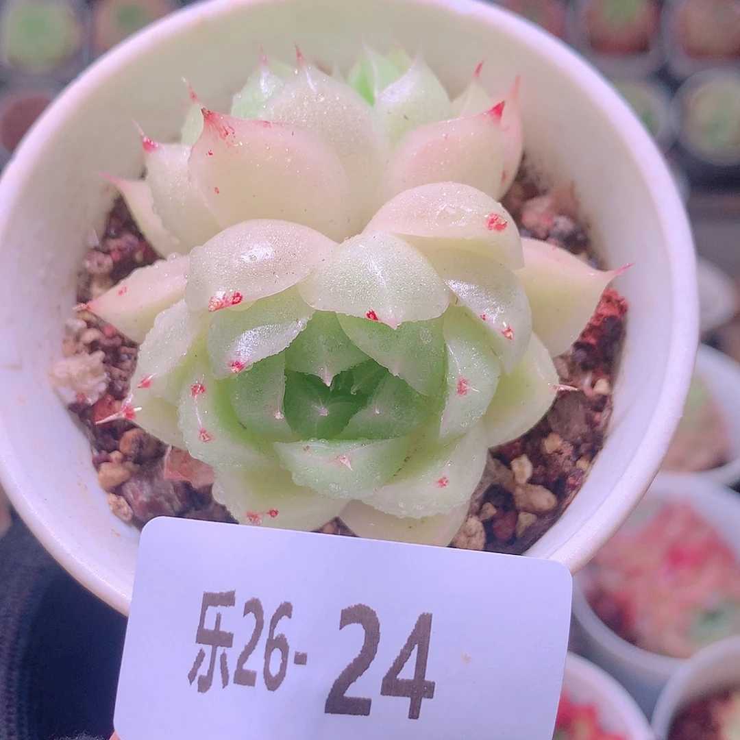 乐然26-24 麦秆双头