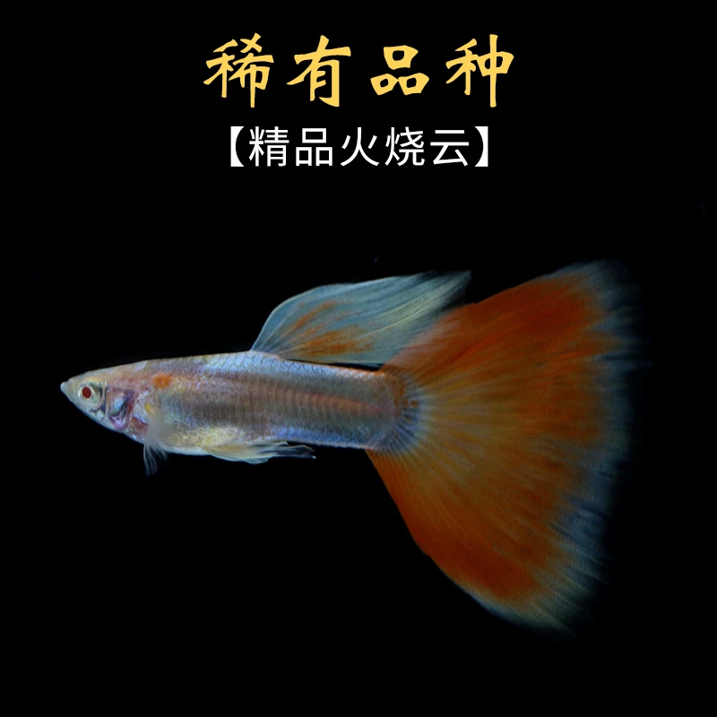 火烧云孔雀鱼种鱼可繁殖斑马鱼胎生鱼神仙鱼天使鱼观赏鱼热带鱼