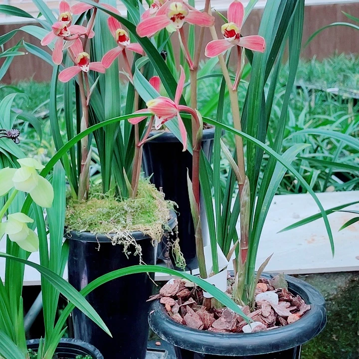 8***6完全开放一物一漂亮