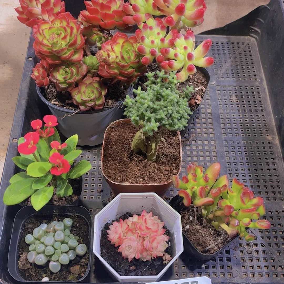 多肉977多肉植物