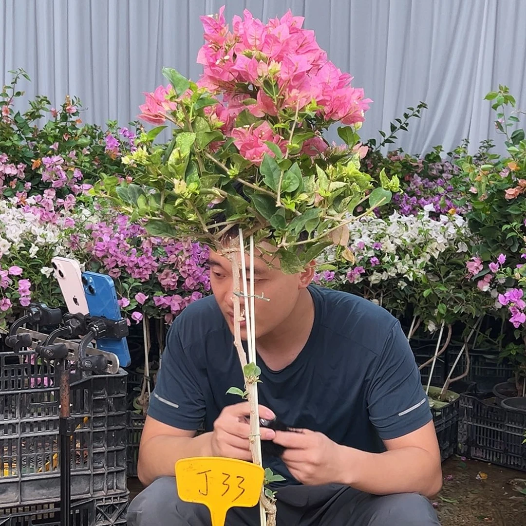 向***浅大部分花苞少量开放J33斑叶米罗