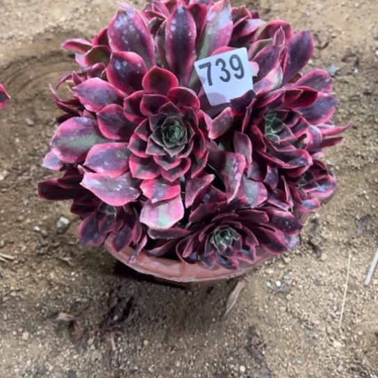 暖***739女妖多肉植物花花