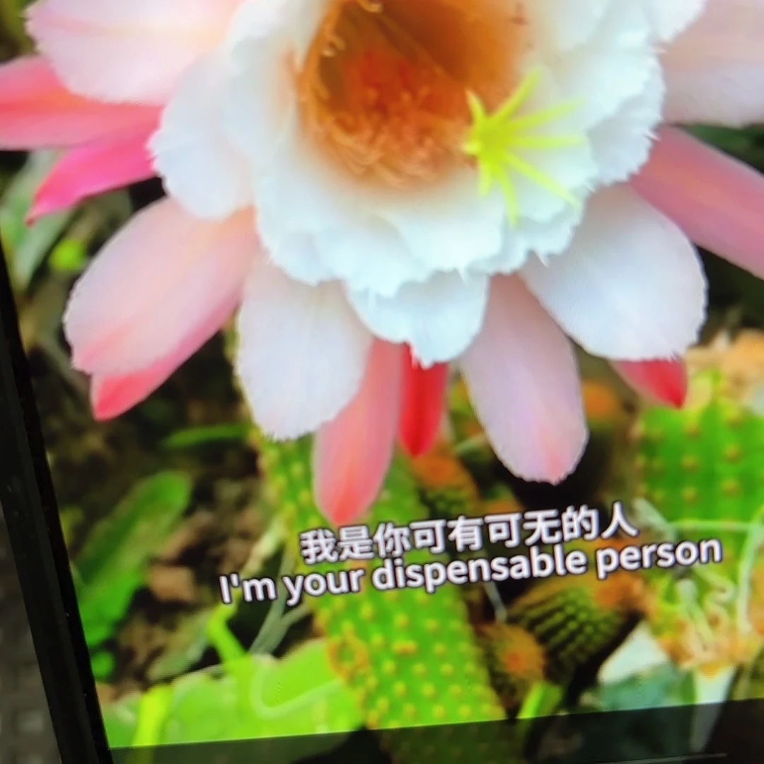 卡布奇金妞侧牙20包邮仙人球26