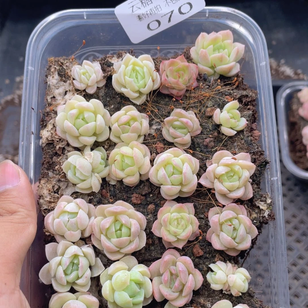 云糖心多肉植物70