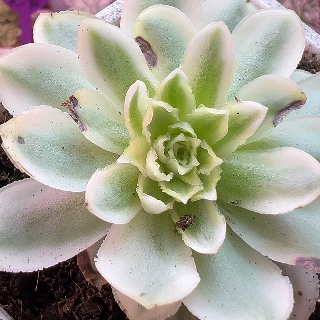 山地玫瑰锦秋夕1494号