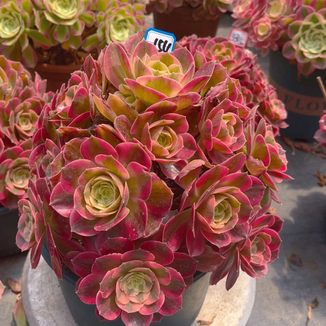 154胭脂雪多肉法师