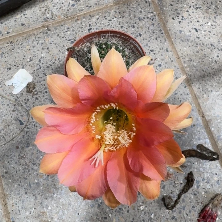 254彩草根掰花脱土发货斑软