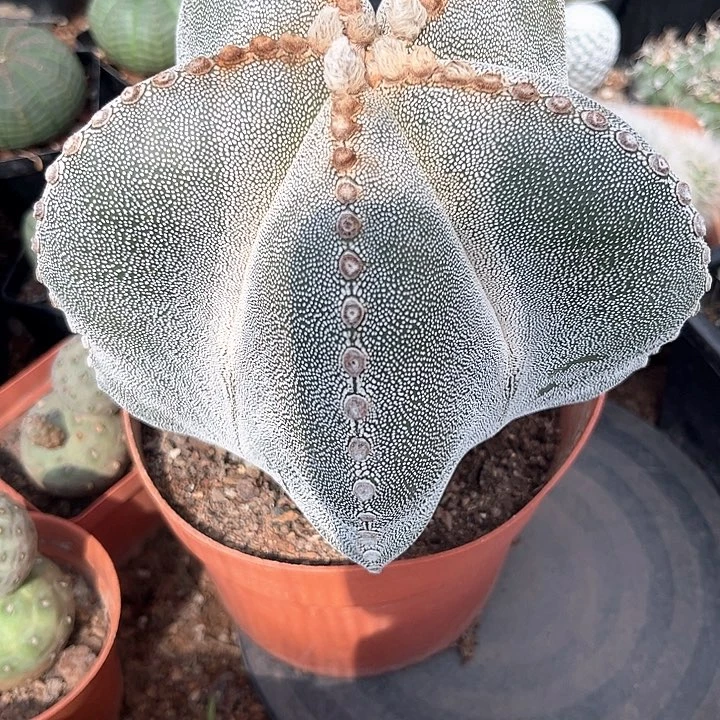 恩种一个一一一一一一一一一一一