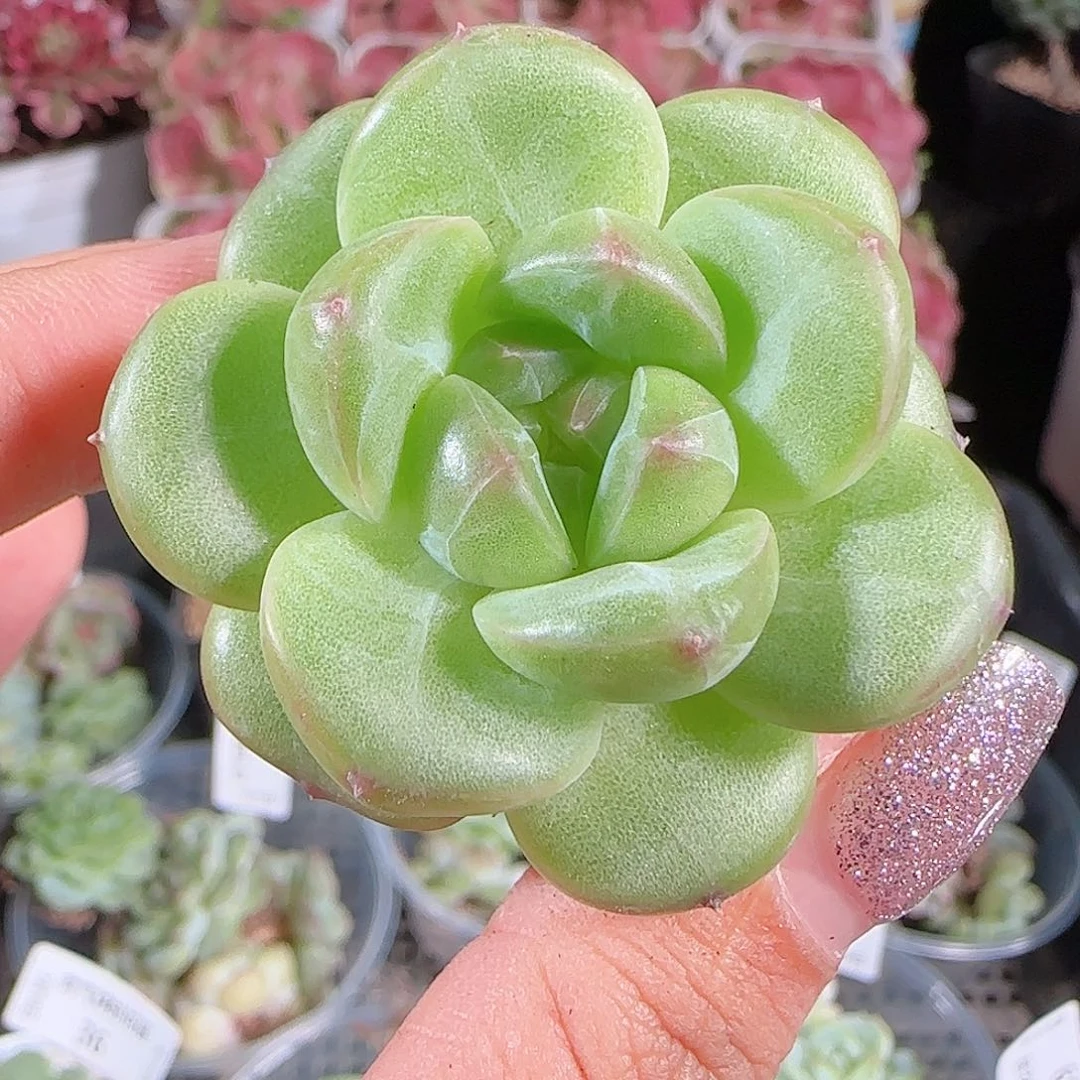 0710.-糖心珍妮40