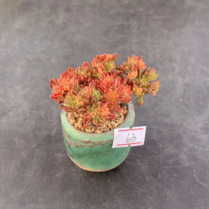 一物一拍满30包邮 63