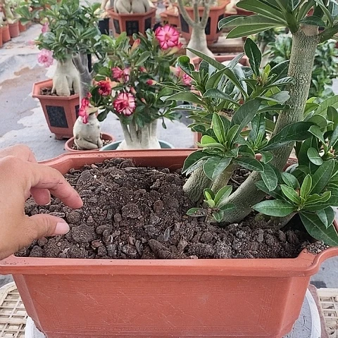 【闪购商品】无花朵刘*绿植