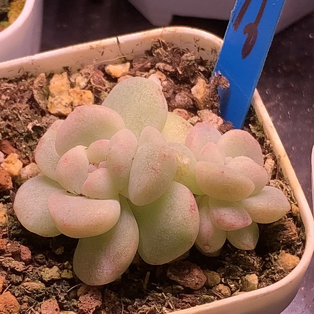 16号冰玉石化锦一物一拍
