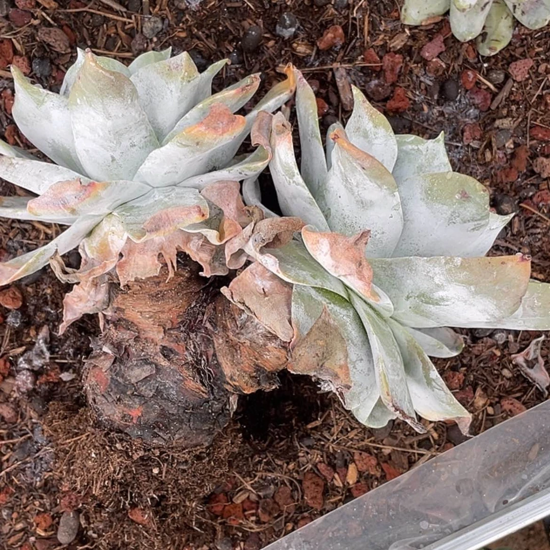 【闪购商品】乖*肉大花朵牡丹苹果叶