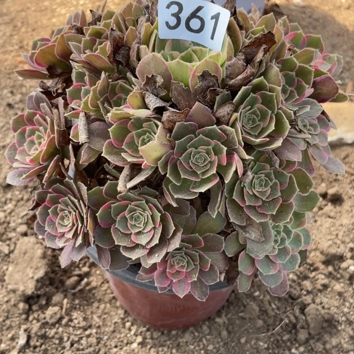 无花朵361多肉植物安娜