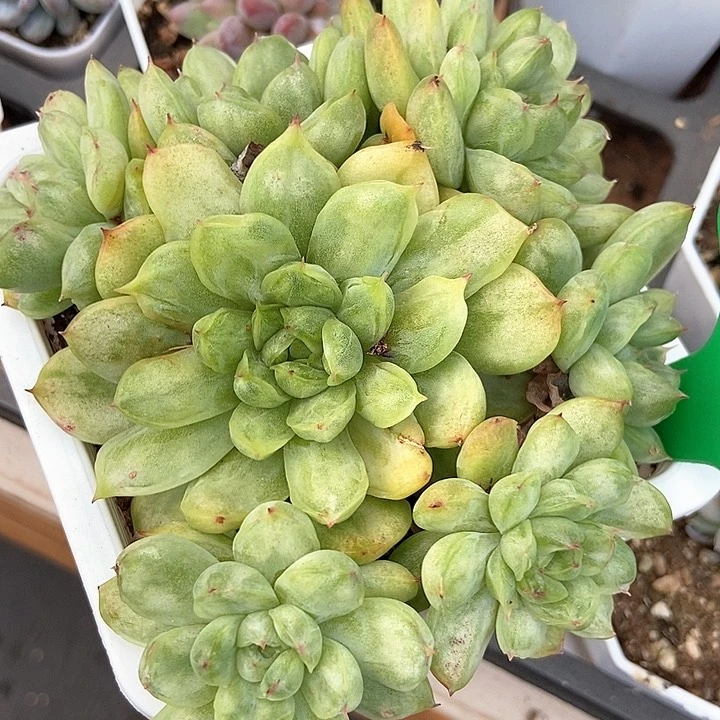 多肉植物冰天使锦753多肉