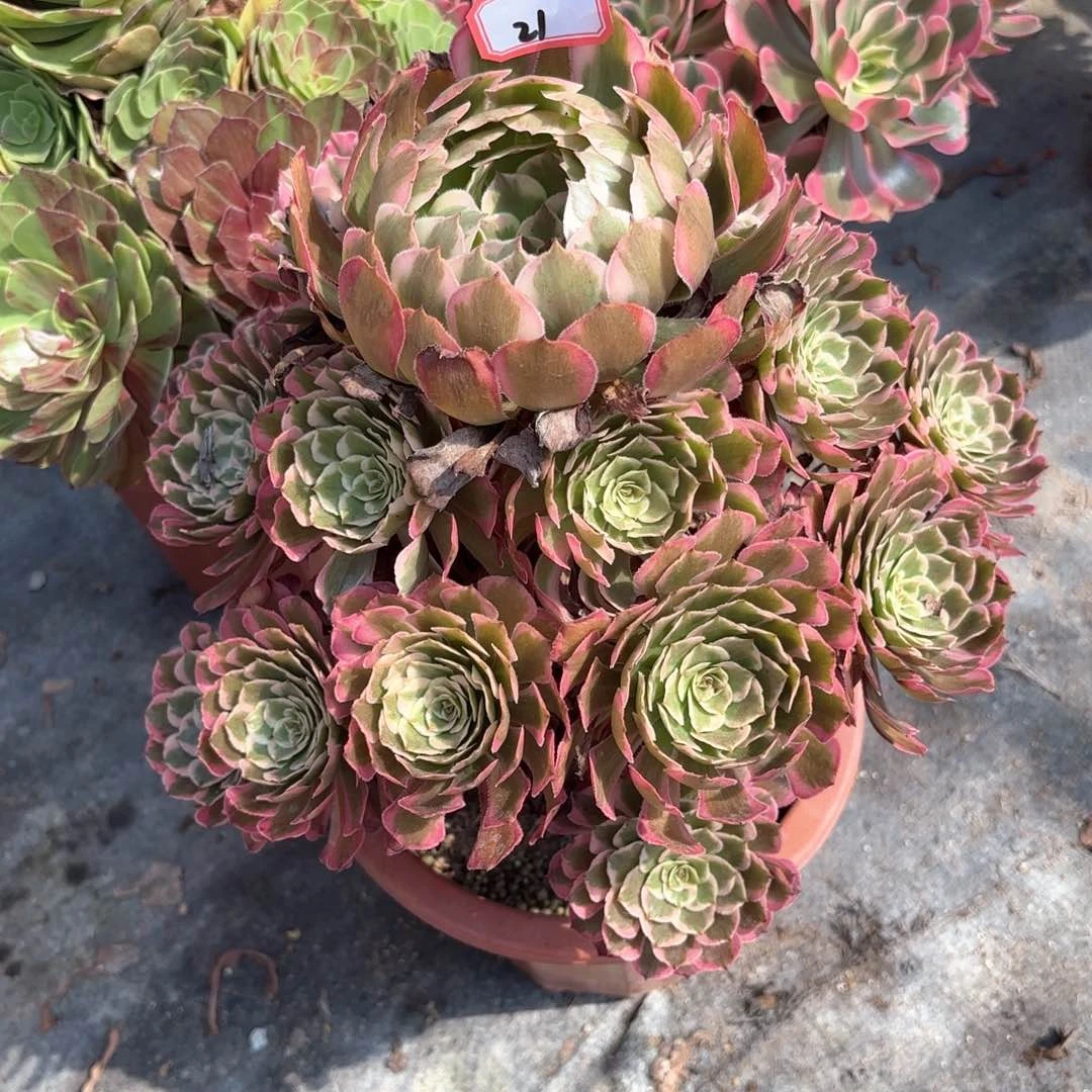 无花朵21霁月多肉植物
