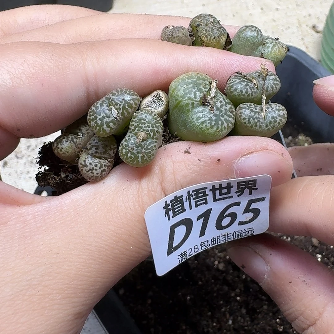 多肉植物的是fhhn