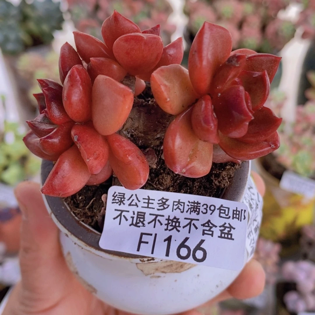 夏洛特6cm166多肉植物