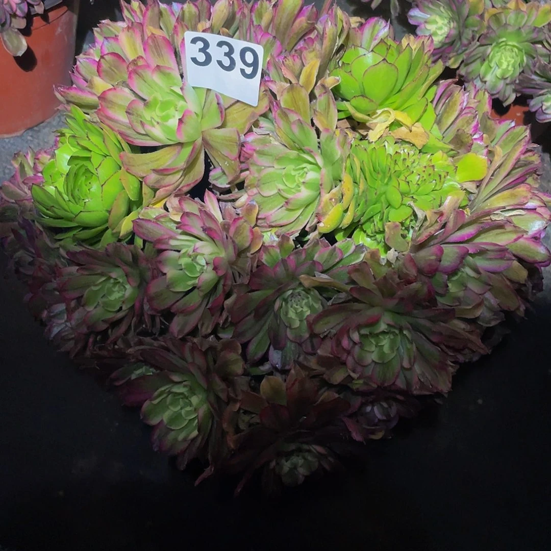 多肉法师339号玲珑发货
