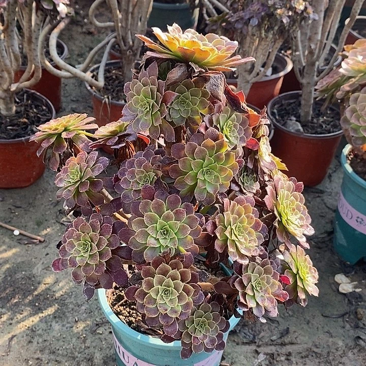 黑桐多肉植物003。