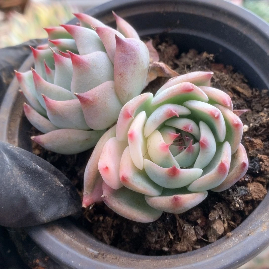 005锦锦锦锦锦锦锦