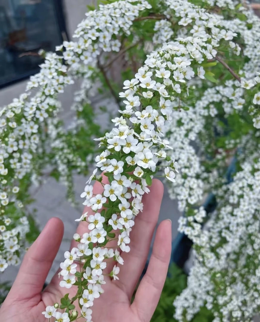 【A级鲜枝雪柳】 带绿叶 带花苞 爆花小机器 冬日氛围线条型花材