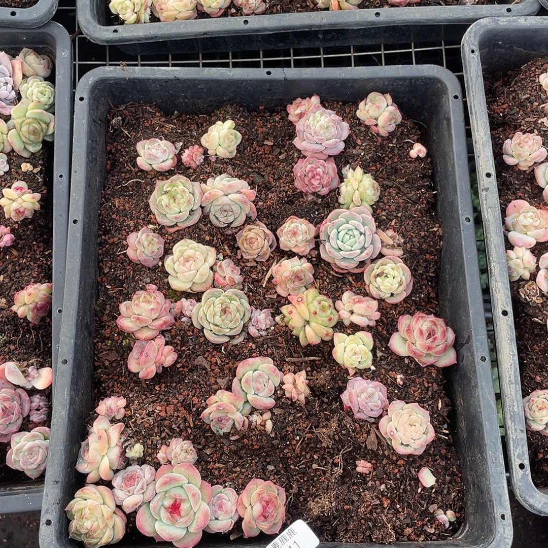 ****涵111。 定。